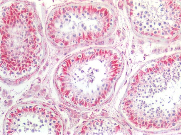 Figure 5. Immunostaining of human paraffin embedded tissue section of testis with MUB1904P (diluted 1:200), showing the specific pattern of vimentin in the mesenchymal cell types, such as fibroblasts in the connective tissue, endothelial cells in blood vessels and Sertoli cells.